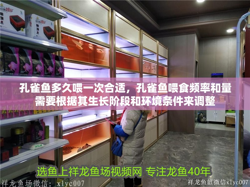 孔雀魚多久喂一次合適，孔雀魚喂食頻率和量需要根據其生長階段和環境條件來調整