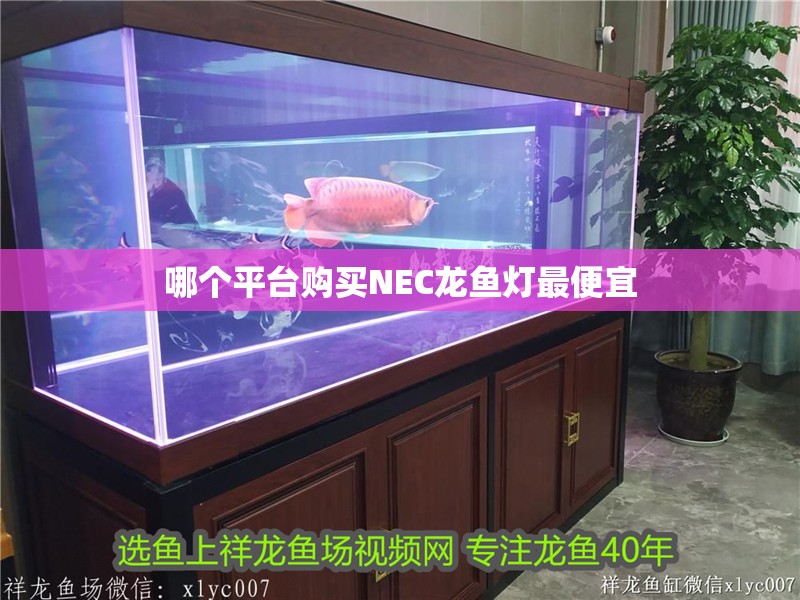 哪個(gè)平臺(tái)購(gòu)買NEC龍魚燈最便宜