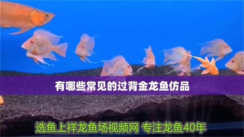 有哪些常見的過背金龍魚仿品