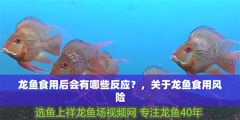 龍魚食用后會有哪些反應？，關于龍魚食用風險