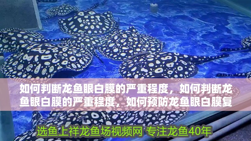 如何判斷龍魚眼白膜的嚴重程度，如何判斷龍魚眼白膜的嚴重程度，如何預防龍魚眼白膜復發