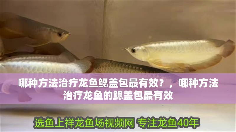哪種方法治療龍魚鰓蓋包最有效？，哪種方法治療龍魚的鰓蓋包最有效