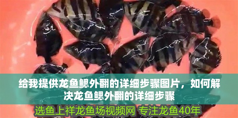給我提供龍魚鰓外翻的詳細步驟圖片，如何解決龍魚鰓外翻的詳細步驟