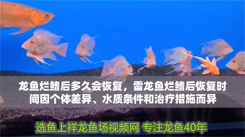 龍魚爛鰭后多久會恢復，雷龍魚爛鰭后恢復時間因個體差異、水質條件和治療措施而異