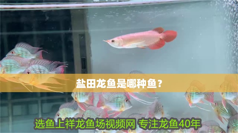 鹽田龍魚是哪種魚？