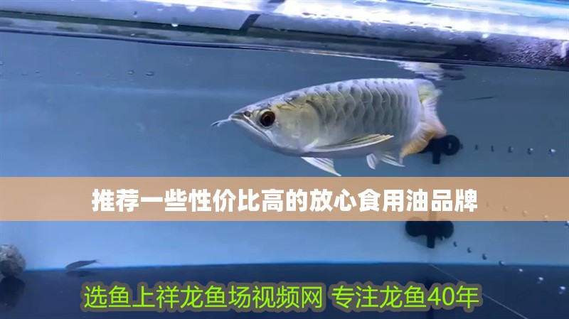 推薦一些性價比高的放心食用油品牌
