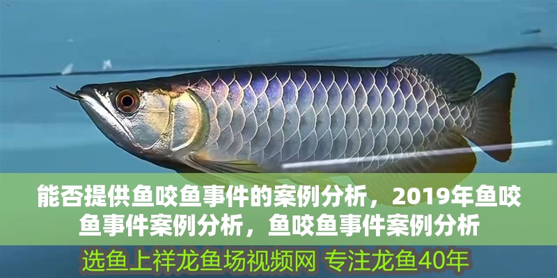 能否提供魚咬魚事件的案例分析，2019年魚咬魚事件案例分析，魚咬魚事件案例分析