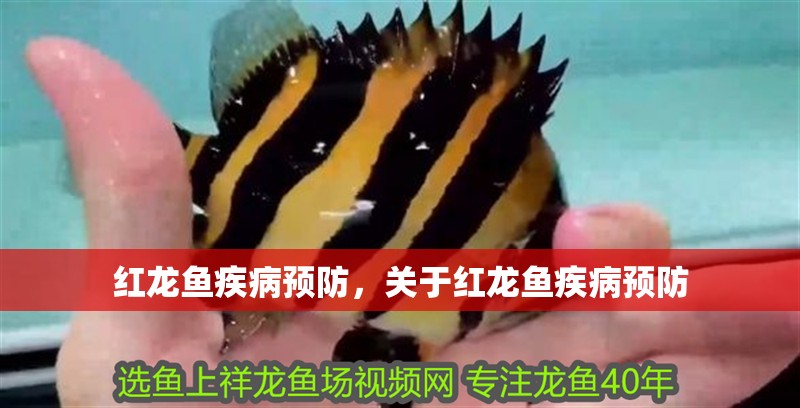 紅龍魚疾病預防，關于紅龍魚疾病預防