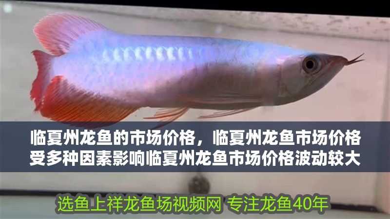 臨夏州龍魚的市場價格，臨夏州龍魚市場價格受多種因素影響臨夏州龍魚市場價格波動較大