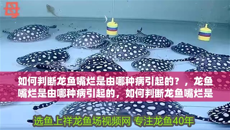 如何判斷龍魚(yú)嘴爛是由哪種病引起的？，龍魚(yú)嘴爛是由哪種病引起的，如何判斷龍魚(yú)嘴爛是由哪種病引起的