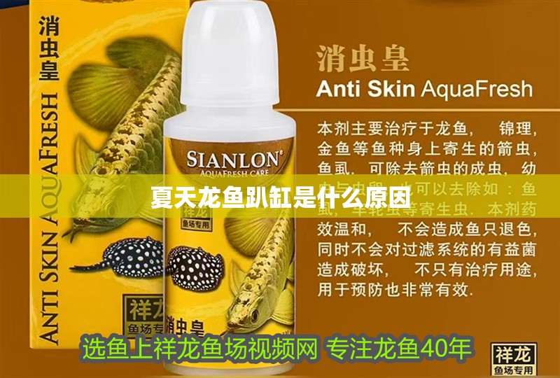 夏天龍魚趴缸是什么原因