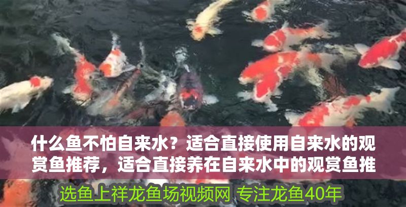 什么魚不怕自來水？適合直接使用自來水的觀賞魚推薦，適合直接養在自來水中的觀賞魚推薦