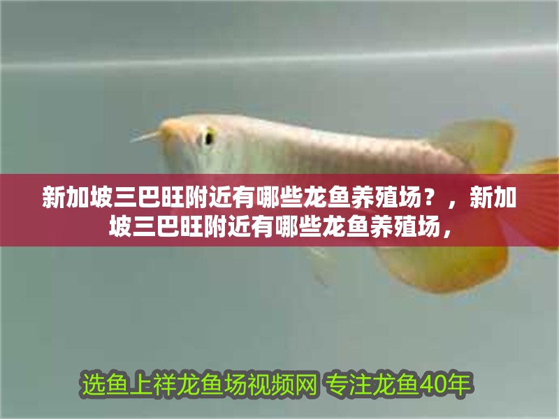 新加坡三巴旺附近有哪些龍魚養殖場？，新加坡三巴旺附近有哪些龍魚養殖場，