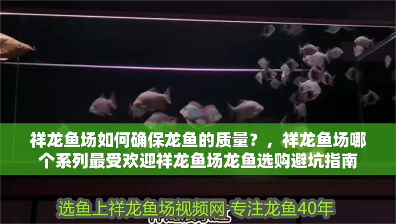 祥龍魚(yú)場(chǎng)如何確保龍魚(yú)的質(zhì)量？，祥龍魚(yú)場(chǎng)哪個(gè)系列最受歡迎祥龍魚(yú)場(chǎng)龍魚(yú)選購(gòu)避坑指南