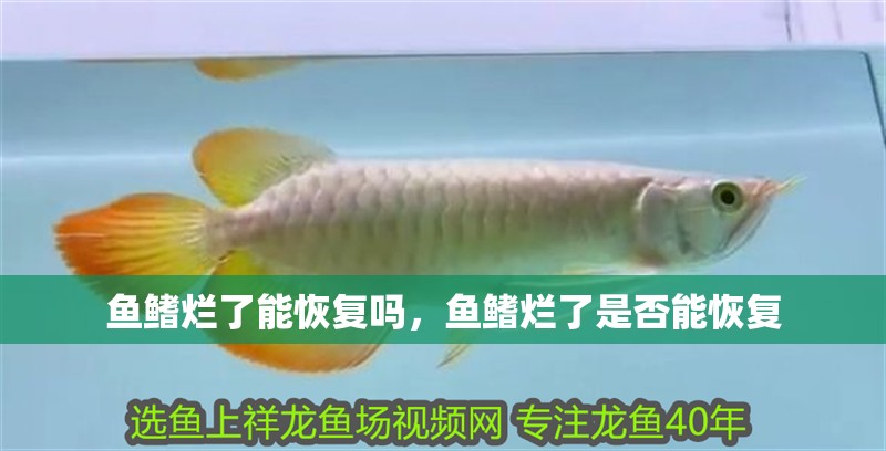 魚鰭爛了能恢復嗎，魚鰭爛了是否能恢復