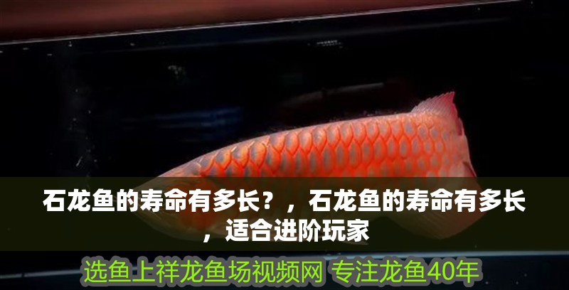 石龍魚的壽命有多長？，石龍魚的壽命有多長，適合進階玩家