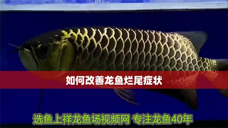 如何改善龍魚爛尾癥狀