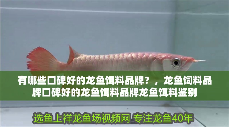 有哪些口碑好的龍魚餌料品牌？，龍魚飼料品牌口碑好的龍魚餌料品牌龍魚餌料鑒別