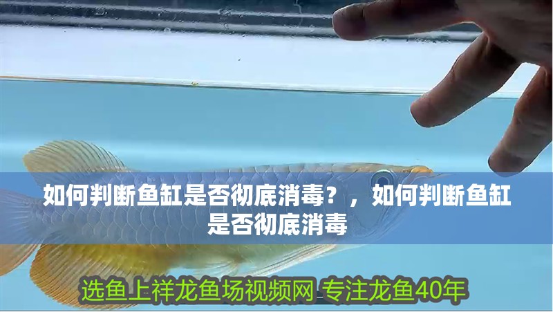 如何判斷魚缸是否徹底消毒？，如何判斷魚缸是否徹底消毒
