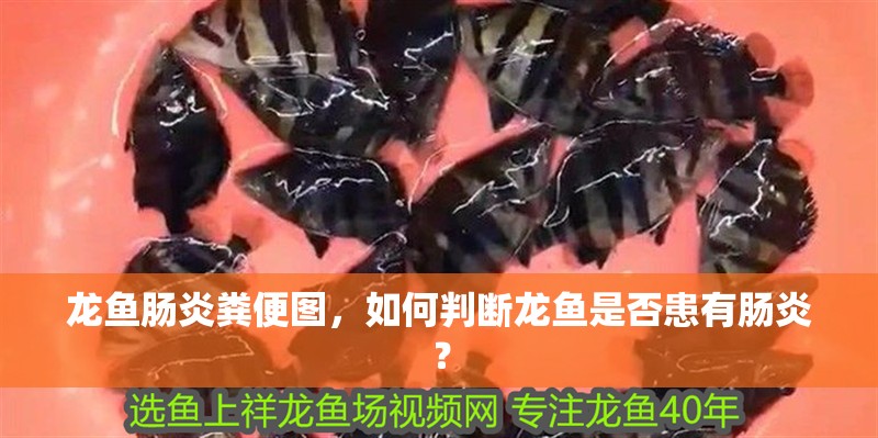 龍魚腸炎糞便圖，如何判斷龍魚是否患有腸炎？