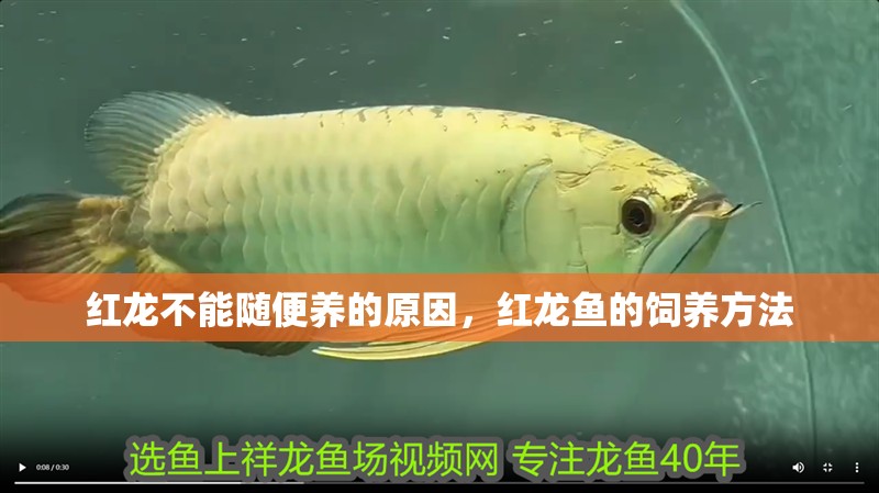 紅龍不能隨便養的原因，紅龍魚的飼養方法