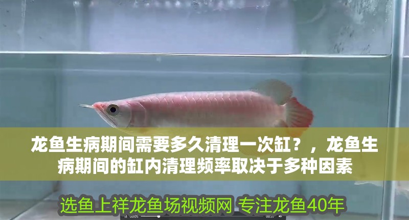 龍魚生病期間需要多久清理一次缸？，龍魚生病期間的缸內清理頻率取決于多種因素