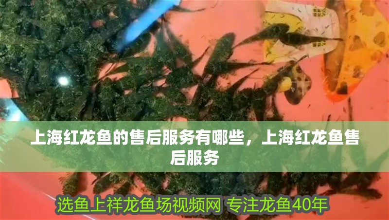 上海紅龍魚的售后服務有哪些，上海紅龍魚售后服務