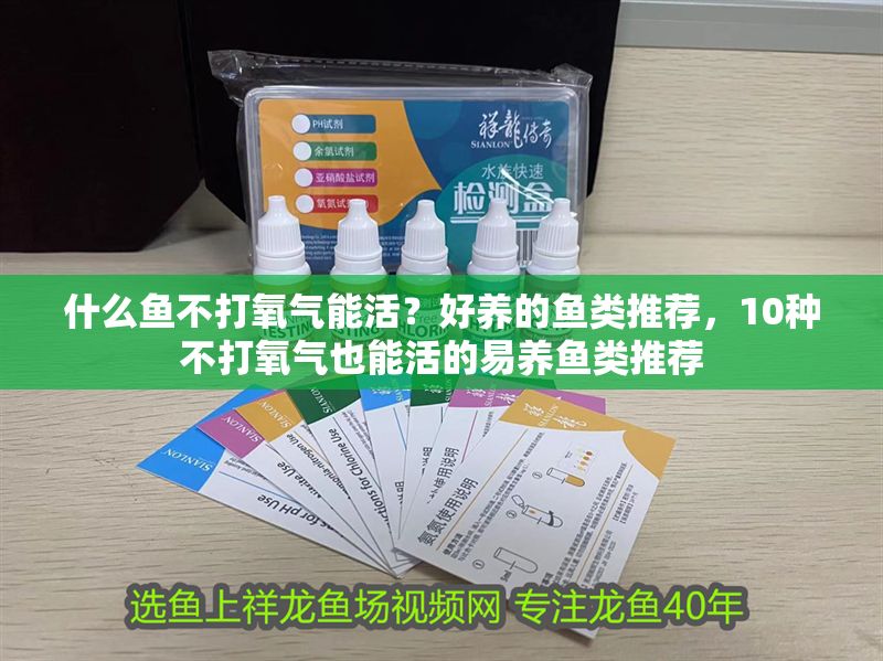 什么魚不打氧氣能活？好養(yǎng)的魚類推薦，10種不打氧氣也能活的易養(yǎng)魚類推薦