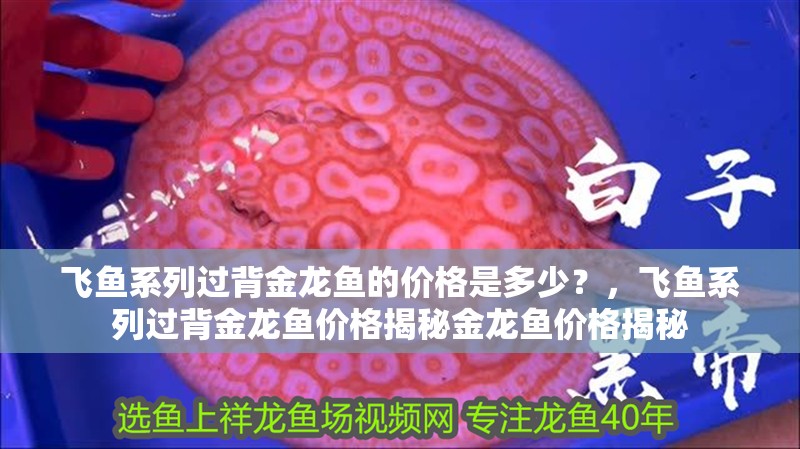 飛魚系列過背金龍魚的價格是多少？，飛魚系列過背金龍魚價格揭秘金龍魚價格揭秘