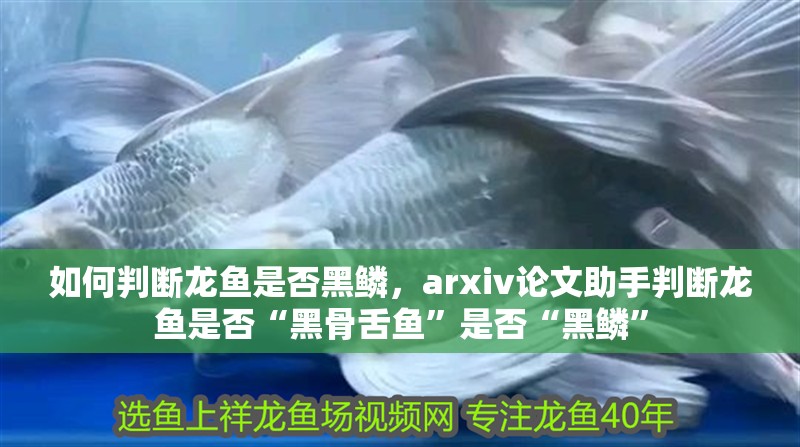 如何判斷龍魚是否黑鱗，arxiv論文助手判斷龍魚是否“黑骨舌魚”是否“黑鱗”