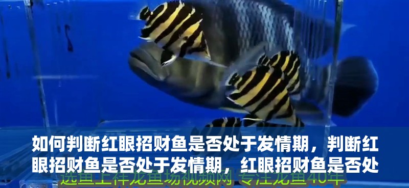 如何判斷紅眼招財魚是否處于發(fā)情期，判斷紅眼招財魚是否處于發(fā)情期，紅眼招財魚是否處于發(fā)情期