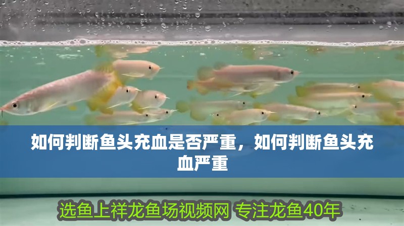 如何判斷魚頭充血是否嚴(yán)重，如何判斷魚頭充血嚴(yán)重