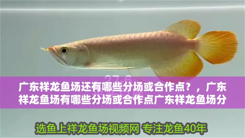 廣東祥龍魚場還有哪些分場或合作點？，廣東祥龍魚場有哪些分場或合作點廣東祥龍魚場分場聯系方式