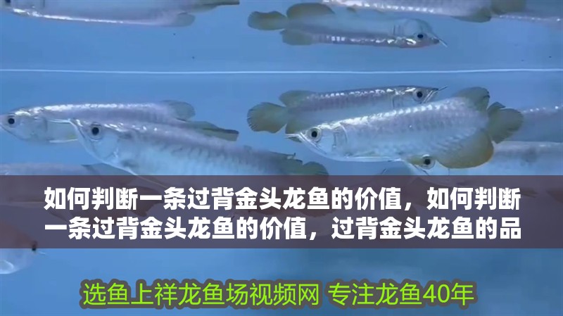 如何判斷一條過背金頭龍魚的價值，如何判斷一條過背金頭龍魚的價值，過背金頭龍魚的品質