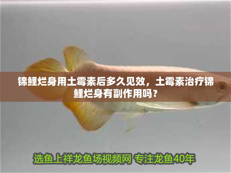 錦鯉爛身用土霉素后多久見效，土霉素治療錦鯉爛身有副作用嗎？