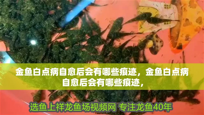 金魚白點(diǎn)病自愈后會(huì)有哪些痕跡,金魚白點(diǎn)病自愈后會(huì)有哪些痕跡,
