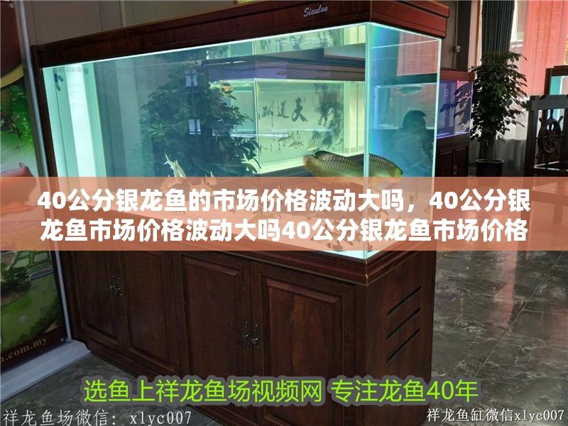 40公分銀龍魚的市場價格波動大嗎，40公分銀龍魚市場價格波動大嗎40公分銀龍魚市場價格波動大嗎