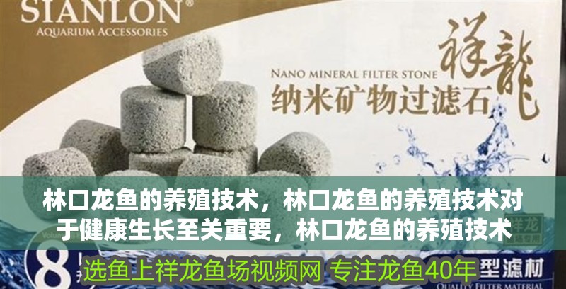 林口龍魚的養(yǎng)殖技術，林口龍魚的養(yǎng)殖技術對于健康生長至關重要，林口龍魚的養(yǎng)殖技術