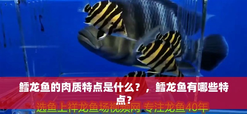 鱈龍魚的肉質特點是什么？，鱈龍魚有哪些特點？