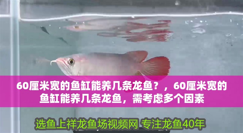 60厘米寬的魚缸能養(yǎng)幾條龍魚？，60厘米寬的魚缸能養(yǎng)幾條龍魚，需考慮多個(gè)因素