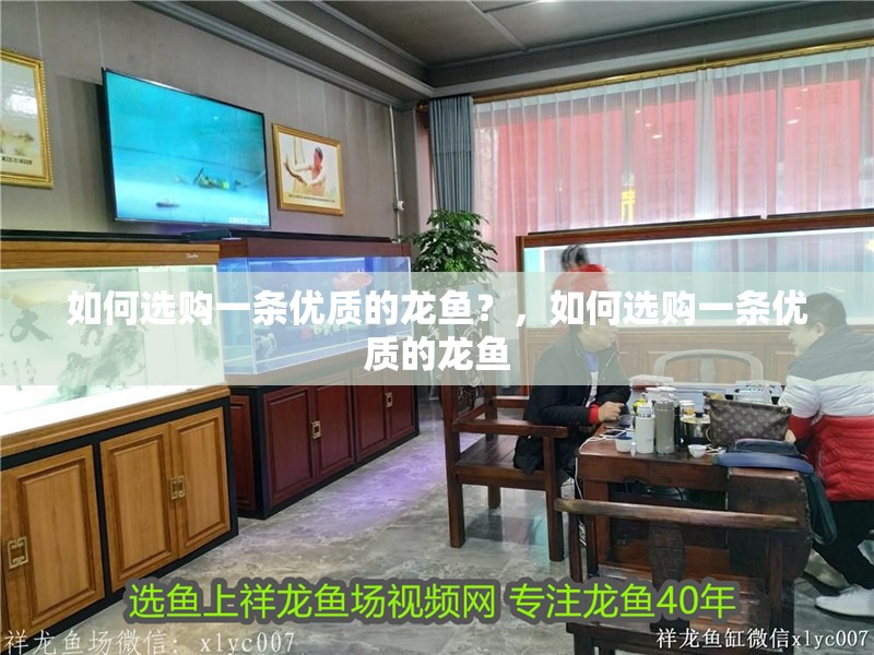 如何選購一條優質的龍魚？，如何選購一條優質的龍魚