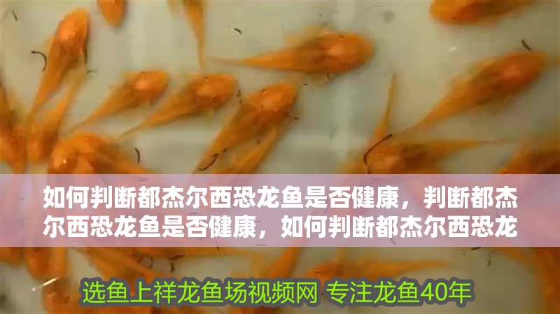 如何判斷都杰爾西恐龍魚是否健康，判斷都杰爾西恐龍魚是否健康，如何判斷都杰爾西恐龍魚是否健康