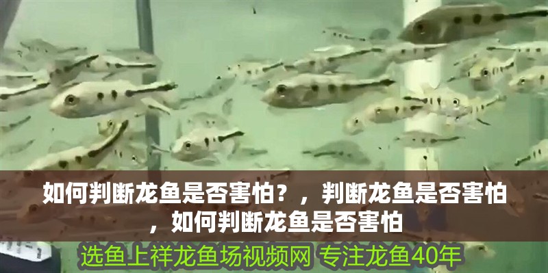 如何判斷龍魚(yú)是否害怕？，判斷龍魚(yú)是否害怕，如何判斷龍魚(yú)是否害怕