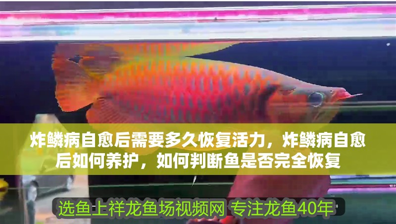 炸鱗病自愈后需要多久恢復(fù)活力，炸鱗病自愈后如何養(yǎng)護(hù)，如何判斷魚是否完全恢復(fù)
