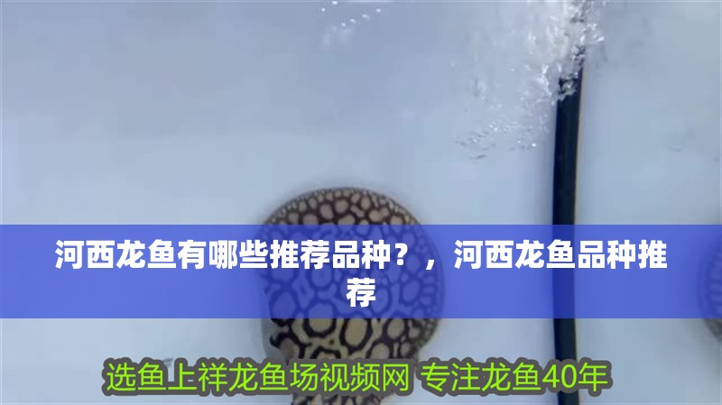 河西龍魚有哪些推薦品種？，河西龍魚品種推薦