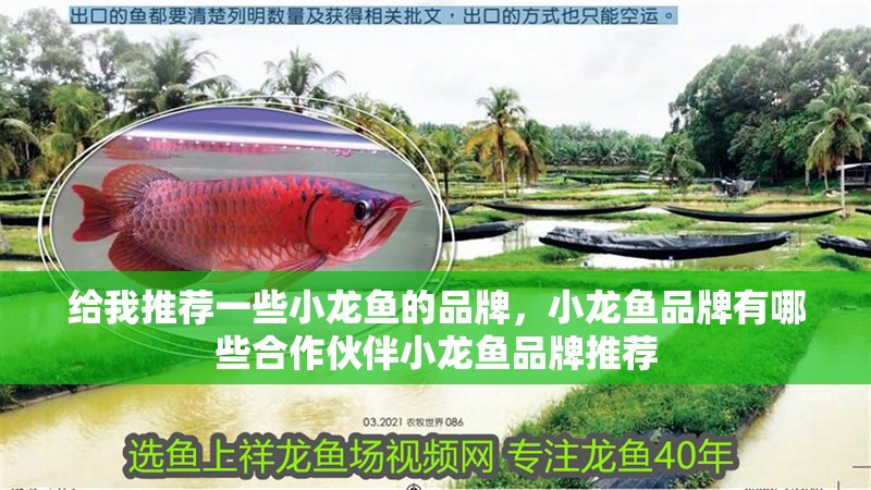 給我推薦一些小龍魚的品牌，小龍魚品牌有哪些合作伙伴小龍魚品牌推薦