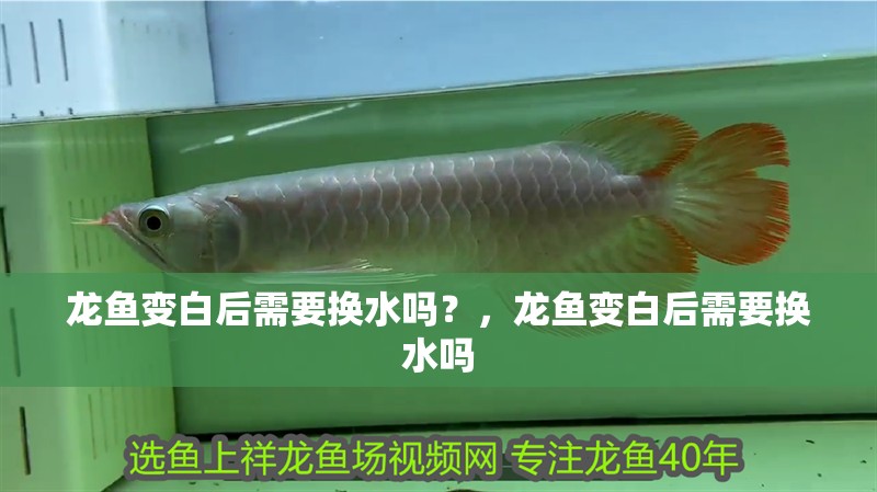 龍魚變白后需要換水嗎？，龍魚變白后需要換水嗎