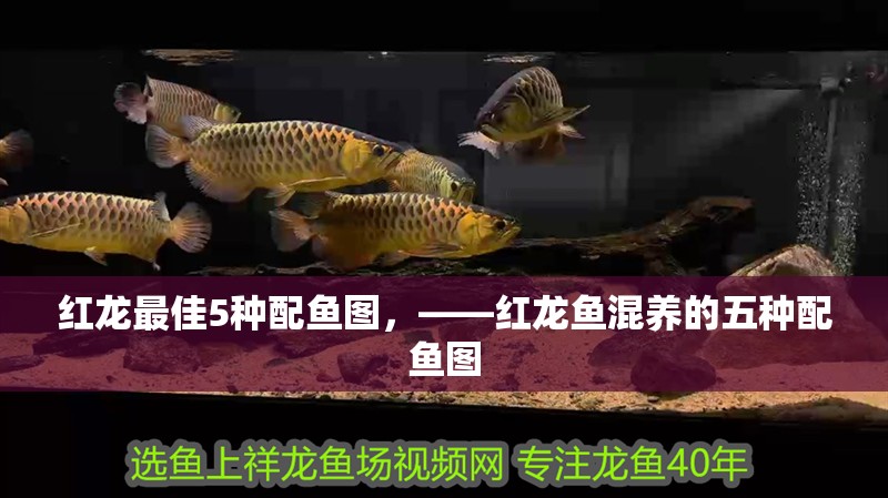 紅龍最佳5種配魚圖，——紅龍魚混養(yǎng)的五種配魚圖