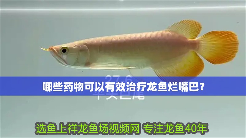 哪些藥物可以有效治療龍魚爛嘴巴？