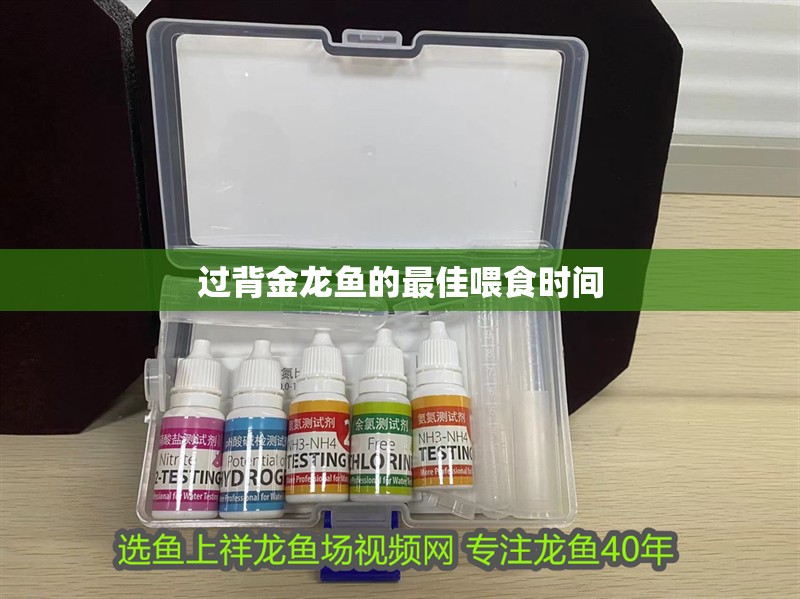 過背金龍魚的最佳喂食時間